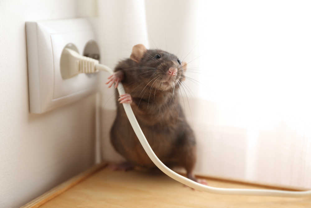 ¿Cómo saber si tienes ratas en tu casa?